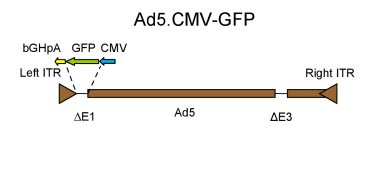 Ad5.CMV-GFP_AD106-S